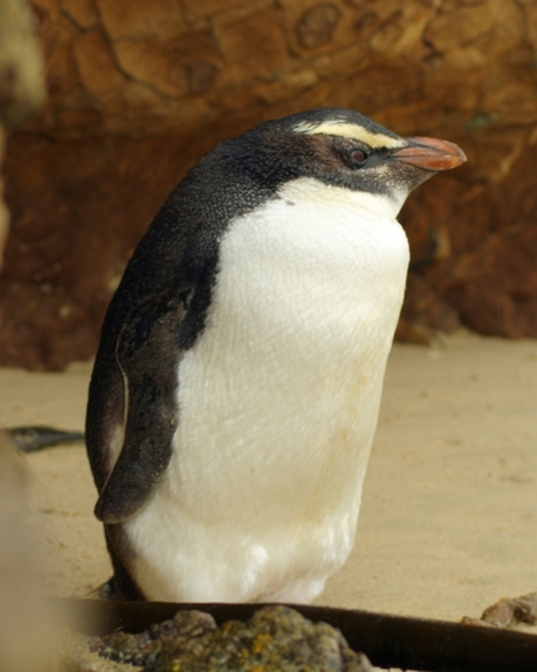 Image: Tawaki (Fiordland Crested Penguin)