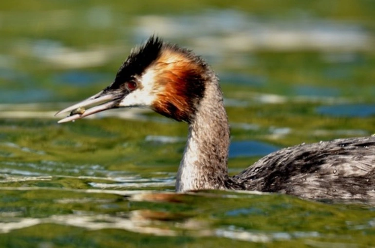 Image: Australasian Crested Grebe