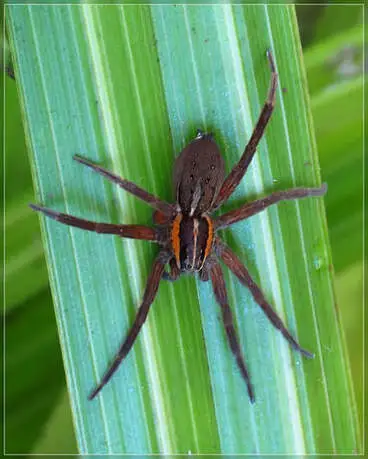Image: Unusual colour Nurseryweb Spider