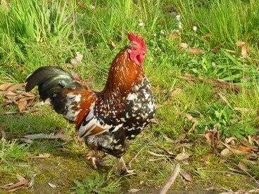 Image: Domestic Chicken