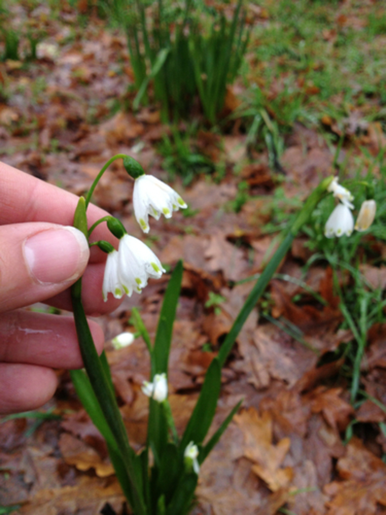 Image: Giant Spring Snowflake (Leucojum aestivum)