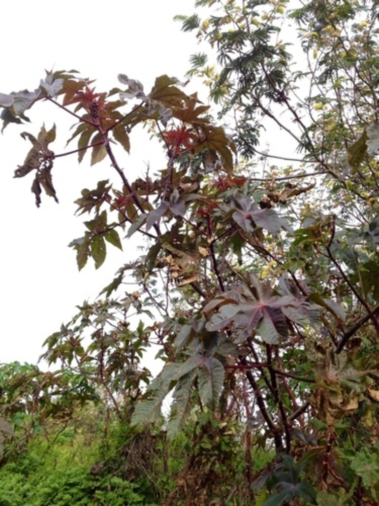 Image: Castor Oil Plant