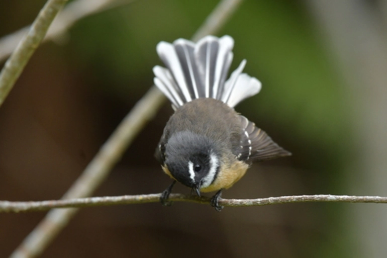 Image: Chatham Island Fantail