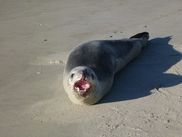 Image: Leopard Seal