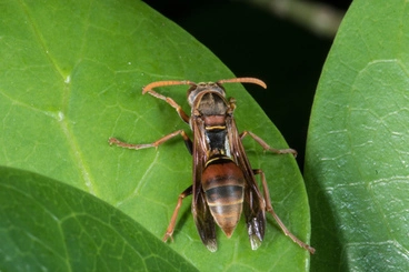 Image: Tasmanian Paper Wasp