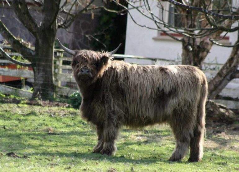 Image: Scottish Highland Cattle