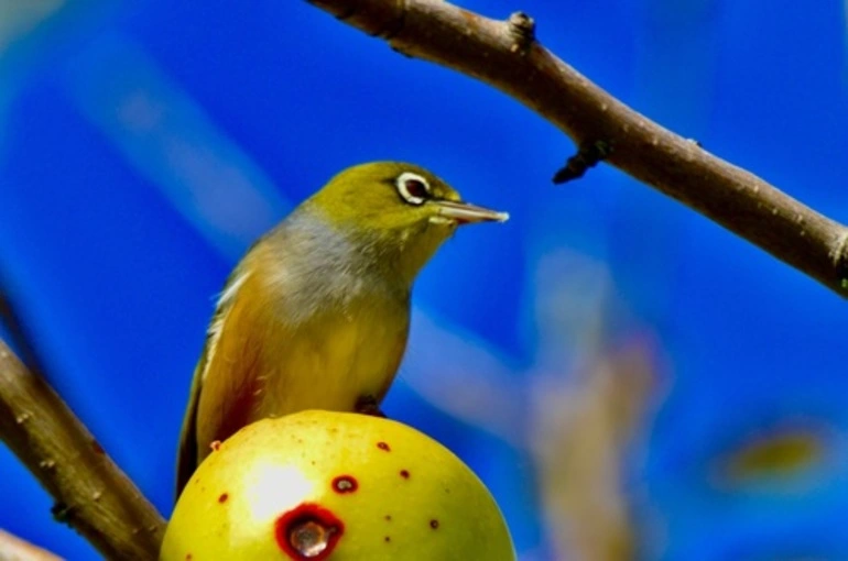 Image: Silvereye