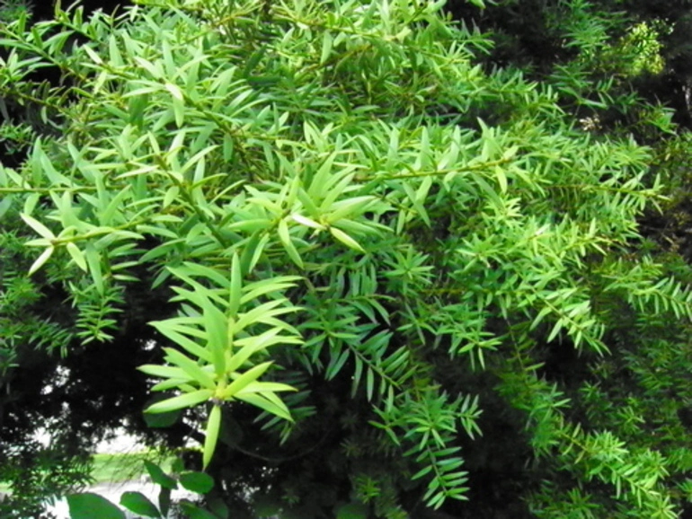 Image: Totara (Podocarpus totara)