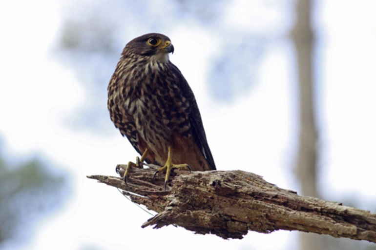 Image: New Zealand Falcon