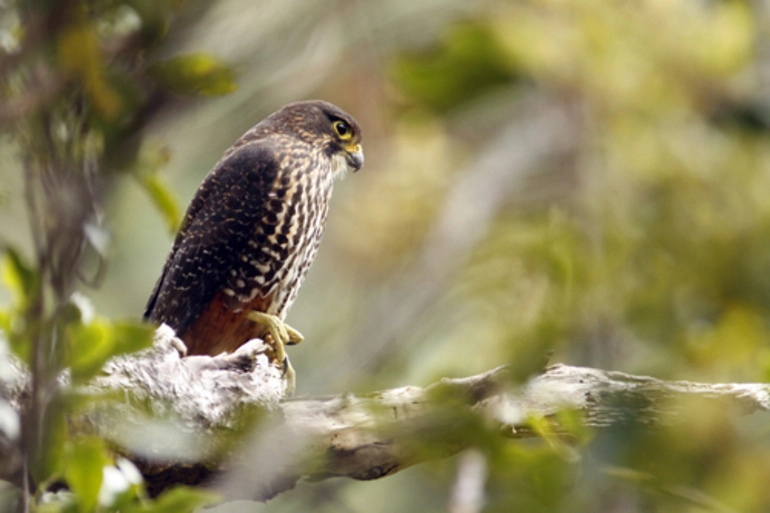 Image: New Zealand Falcon