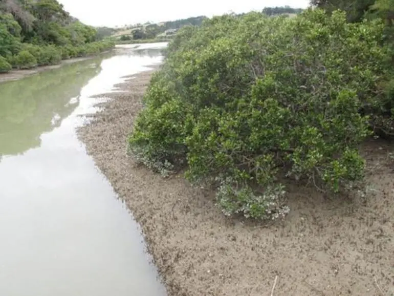 Image: Mangrove