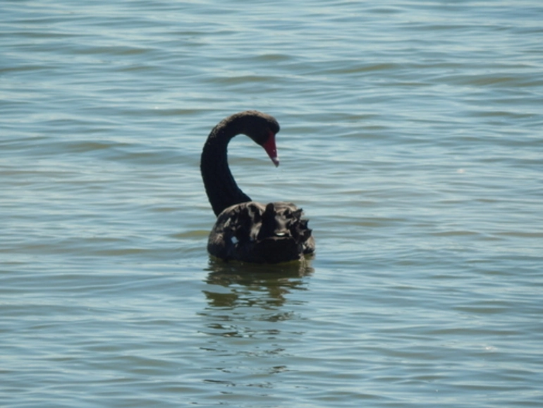 Image: Black Swan