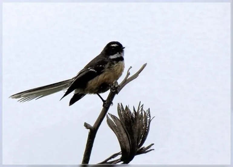 Image: South Island Fantail