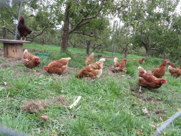 Image: Domestic Chicken