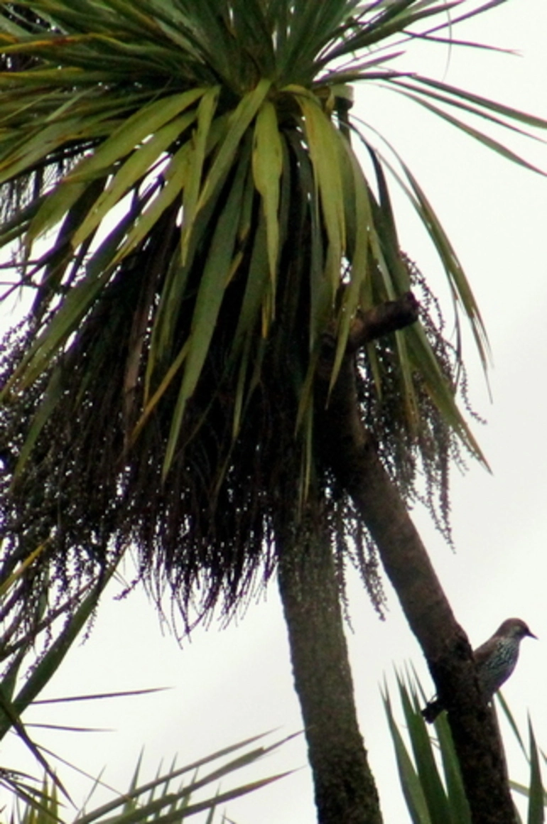 Image: European Starling