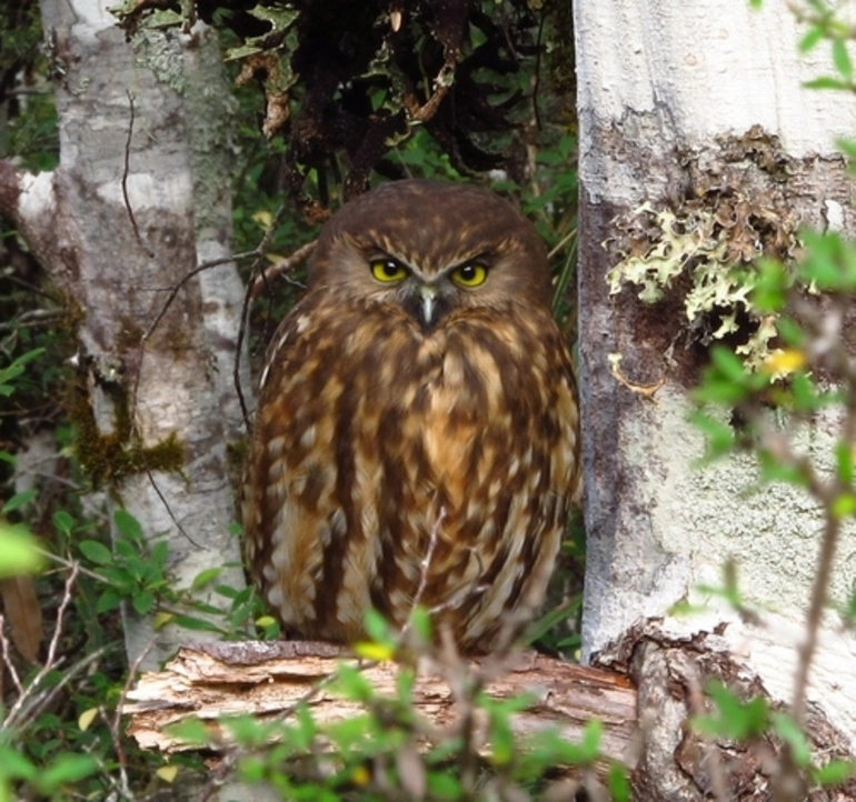 Image: Morepork