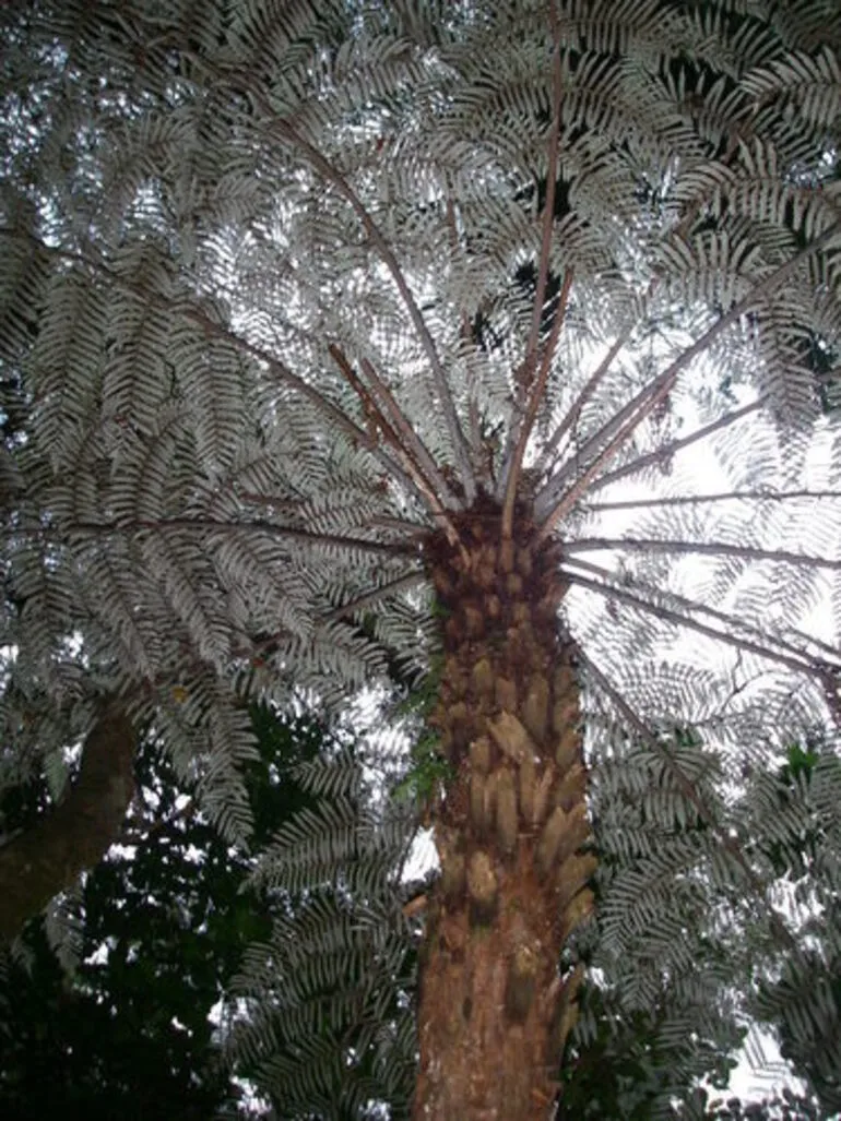 Image: silver fern