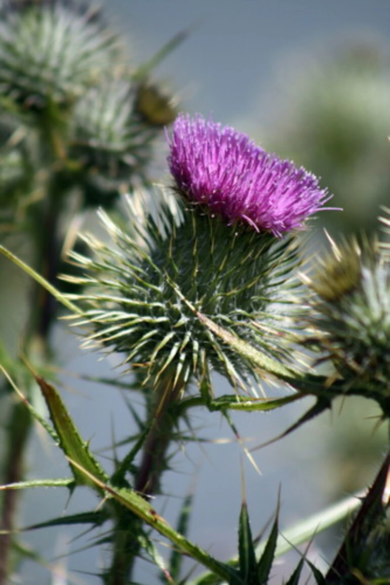 Image: Scotch Thistle