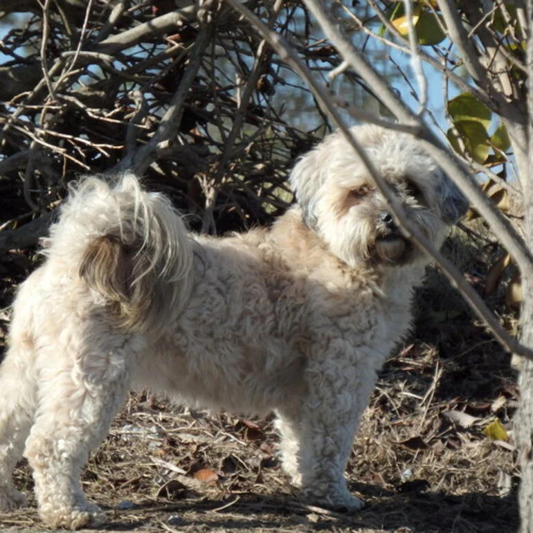 Image: Domestic Dog