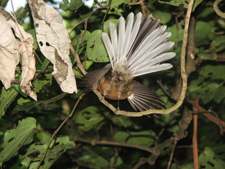 Image: North Island Fantail