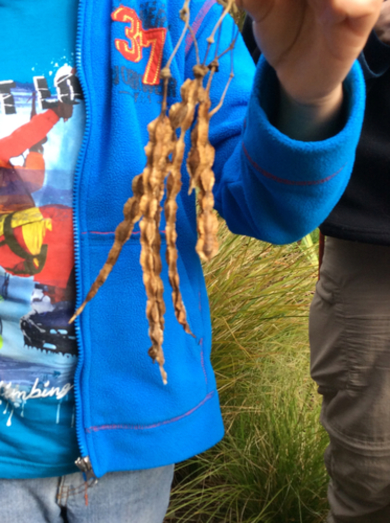 Image: Kowhai seed