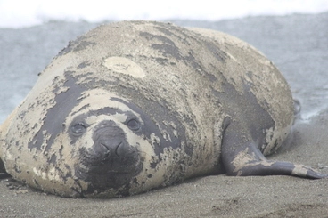 Image: Southern Elephant Seal