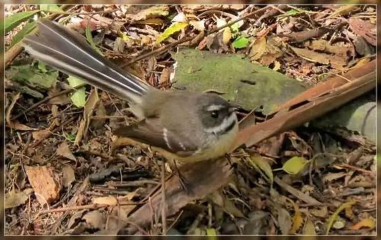 Image: South Island Fantail