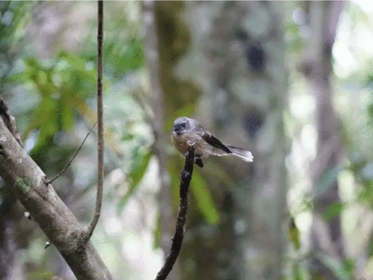 Image: North Island Fantail