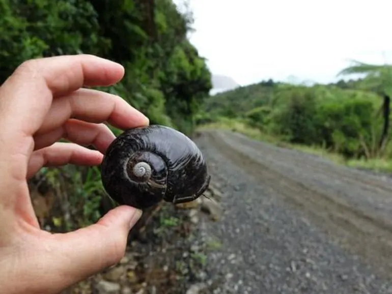 Image: Kauri Snail