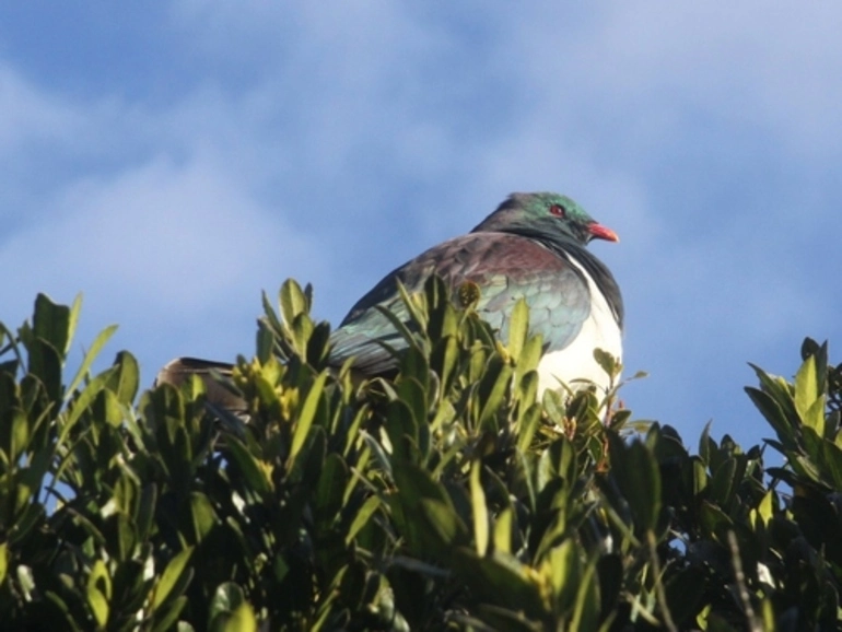 Image: New Zealand Pigeon