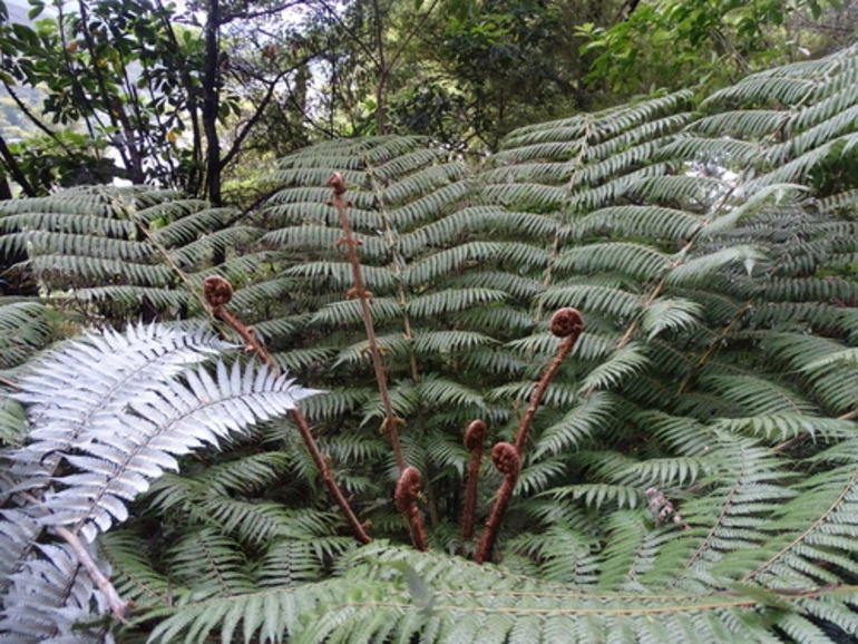 Image: silver fern