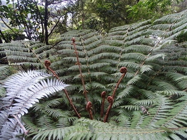 silver fern Image: silver fern