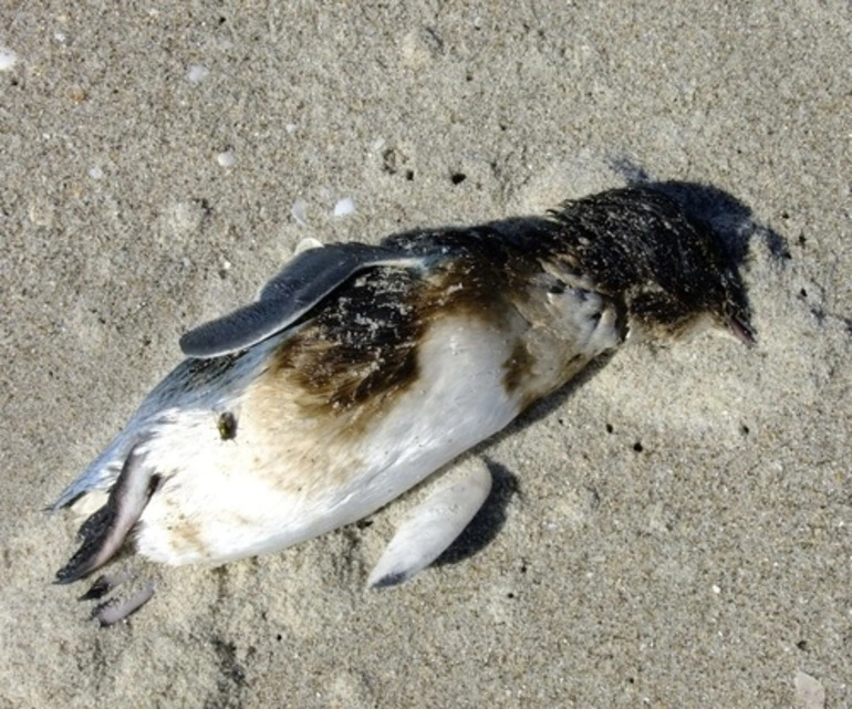 Image: Little Penguin