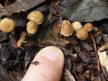 Image: Gilled mushrooms