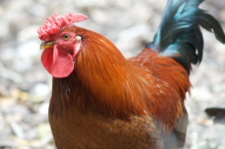 Image: Domestic Chicken