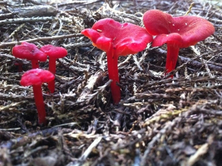Image: mushroom