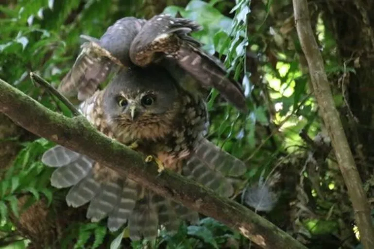 Image: Morepork