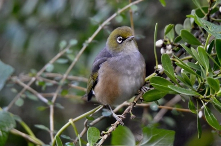 Image: Tasmanian Silvereye