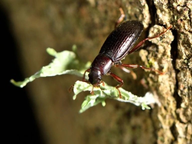 Image: Lichen Darkling Beetle