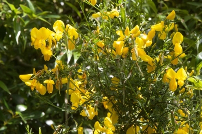 Image: Scotch Broom