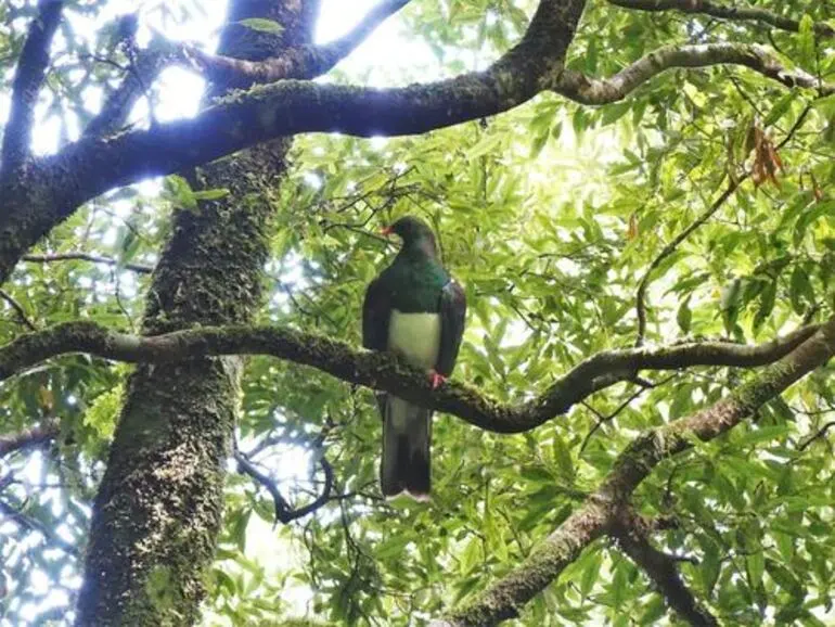 Image: New Zealand Pigeon