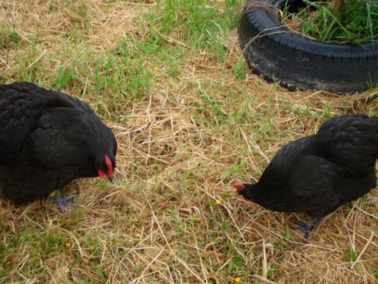 Image: Domestic Chicken