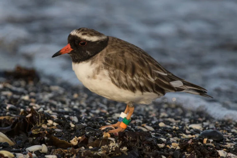 Image: Shore Plover