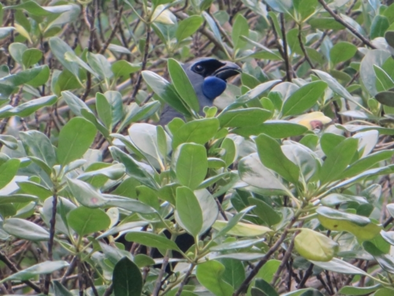 Image: North Island Kōkako