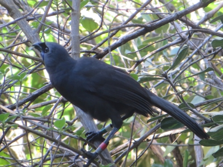 Image: North Island Kōkako