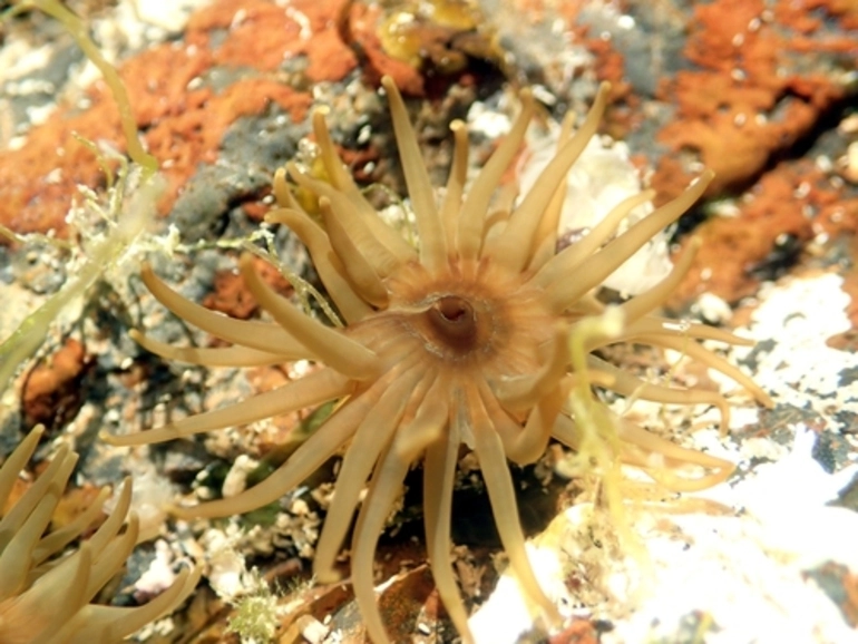 Image: Olive Anemone