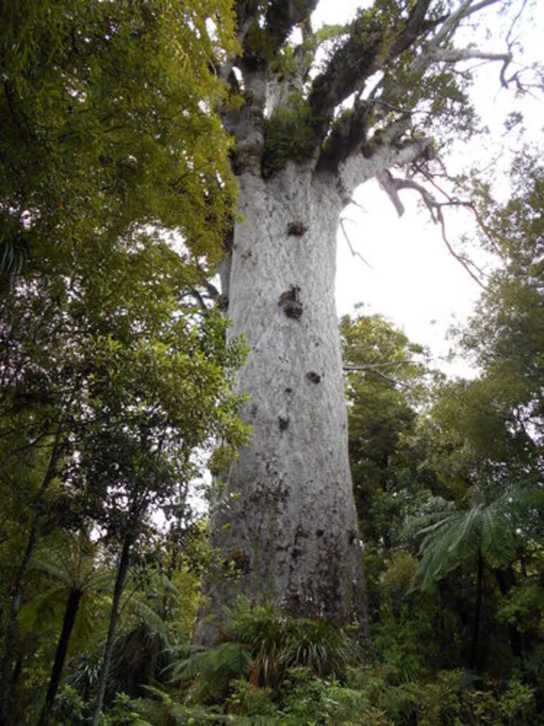 Image: Kauri