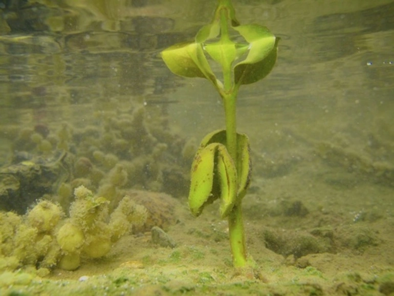 Image: Mangrove