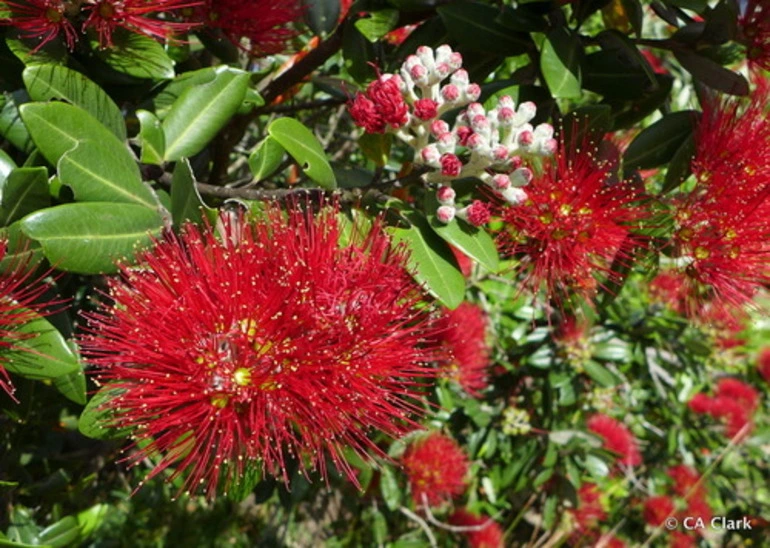 Image: Pohutukawa