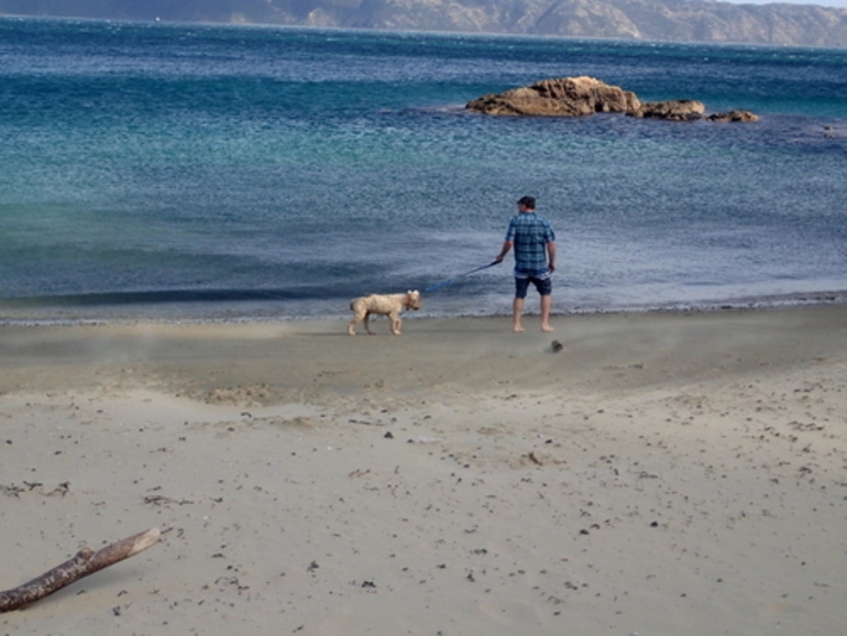 Image: Dog